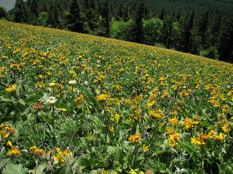 balsamroot (Balsamorhiza sp.) [Dog Mountain Trail, Skamania County, Washington]