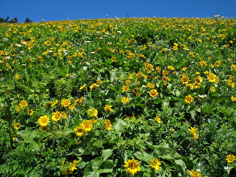 balsamroot (Balsamorhiza sp.) [Dog Mountain Trail, Skamania County, Washington]