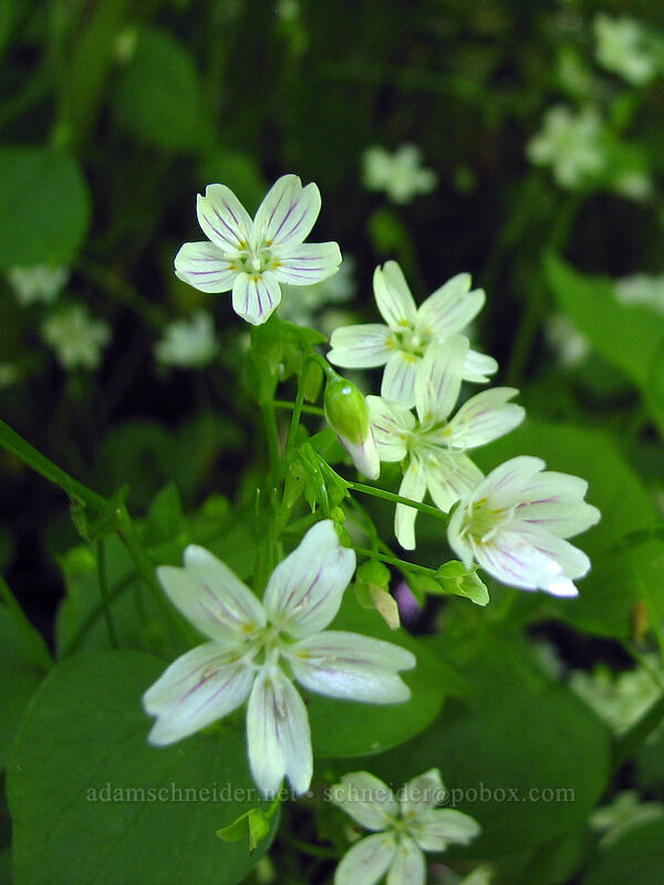 candy flower (Claytonia sibirica (Montia sibirica)) [Dog Mountain Trail, Skamania County, Washington]