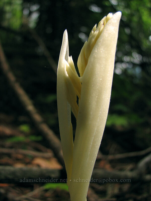 phantom orchid shoots (Cephalanthera austiniae (Eburophyton austiniae)) [Dog Mountain Trail, Skamania County, Washington]