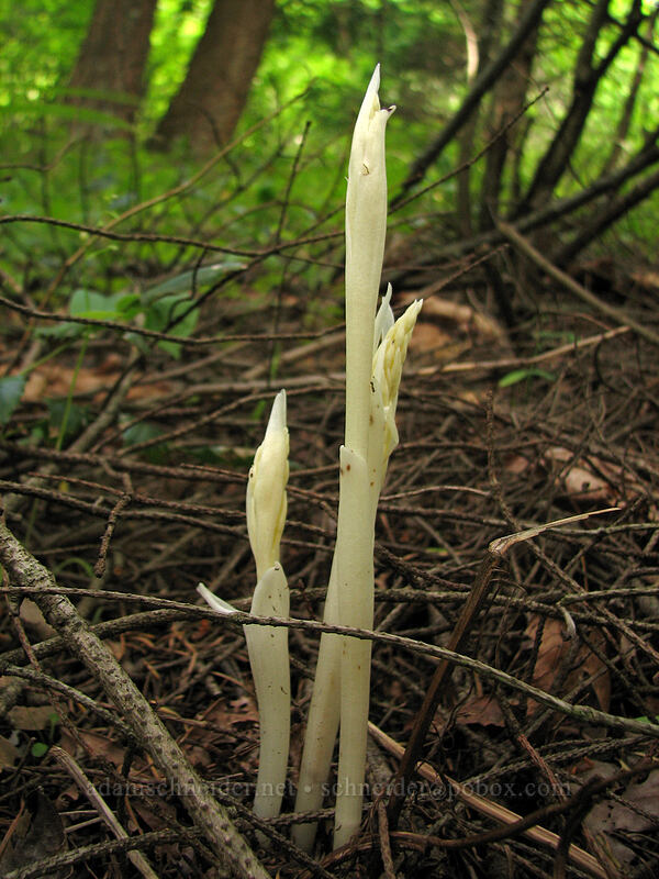 phantom orchid shoot (Cephalanthera austiniae (Eburophyton austiniae)) [Dog Mountain Trail, Skamania County, Washington]