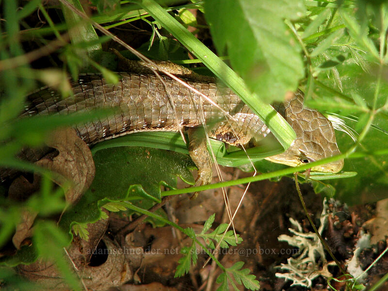 forest alligator lizard (Elgaria multicarinata multicarinata) [Dog Mountain Trail, Skamania County, Washington]