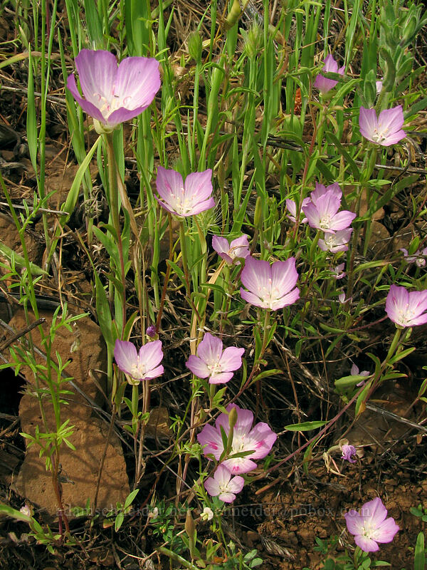 farewell-to-spring (Clarkia amoena) [Dog Mountain Trail, Skamania County, Washington]