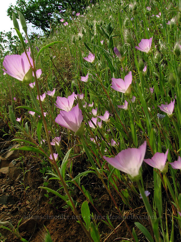 farewell-to-spring (Clarkia amoena) [Dog Mountain Trail, Skamania County, Washington]