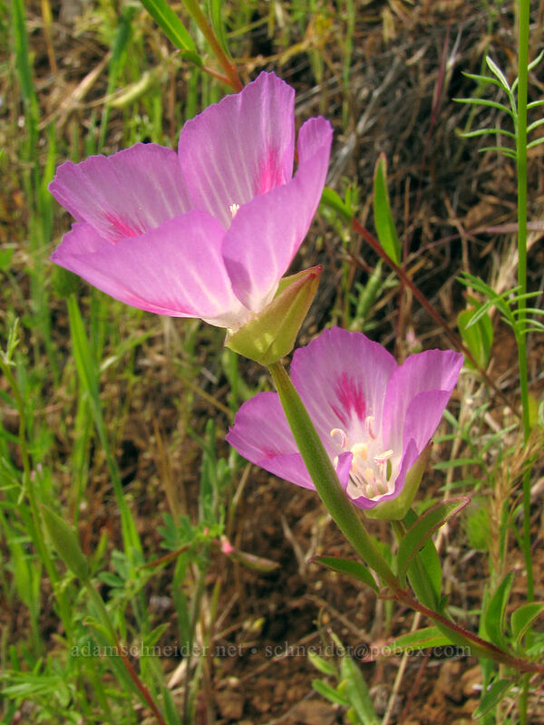 farewell-to-spring (Clarkia amoena) [Dog Mountain Trail, Skamania County, Washington]