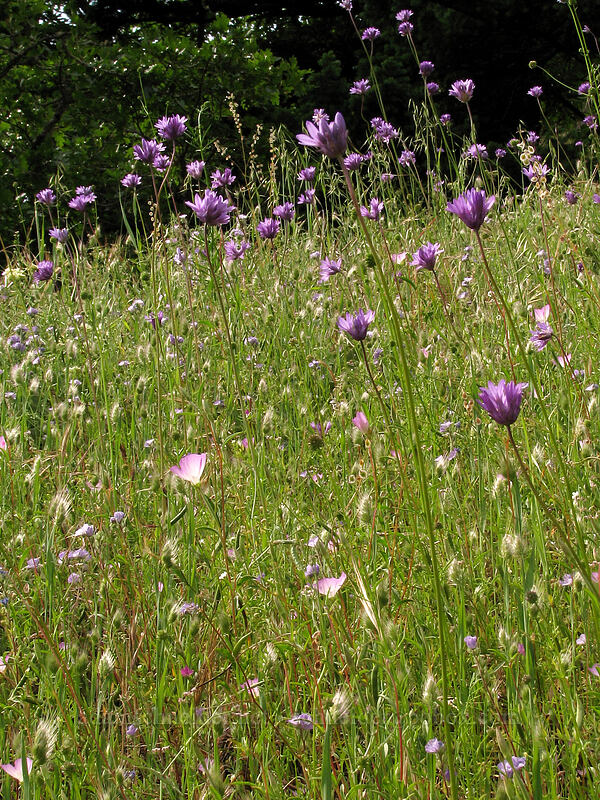 fork-tooth ookow & farewell-to-spring (Dichelostemma congestum (Brodiaea congesta), Clarkia amoena) [Dog Mountain Trail, Skamania County, Washington]