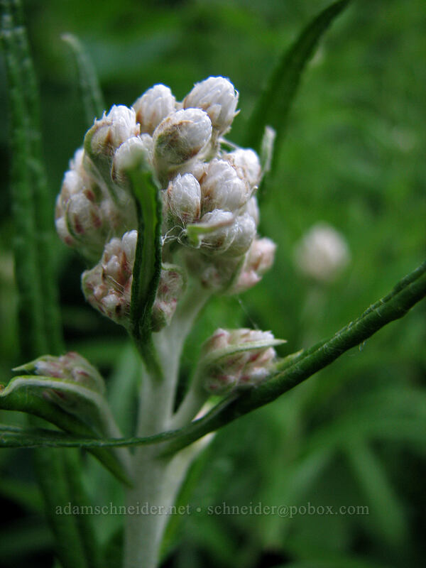 pussy-toes (Antennaria sp.) [Silver Star Mountain trail, Gifford Pinchot Nat'l Forest, Skamania County, Washington]