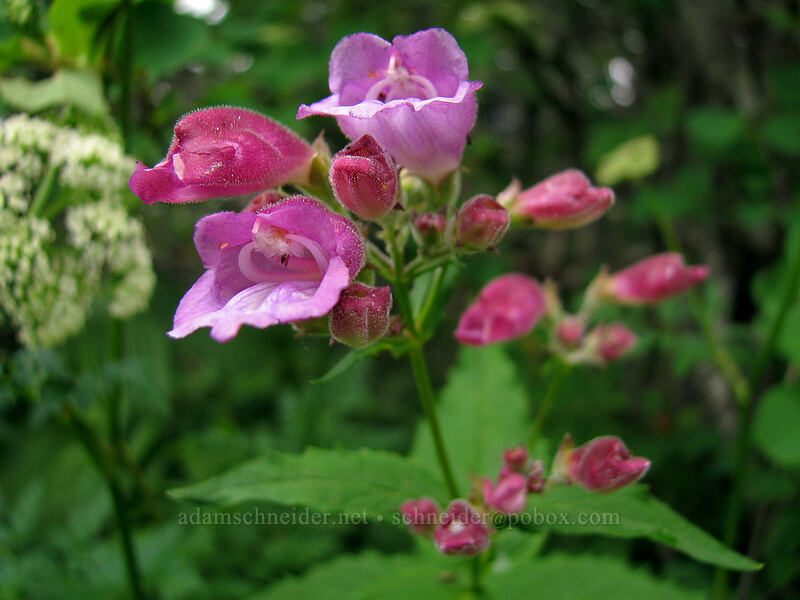 woodland beardtongue (turtle-head) (Nothochelone nemorosa) [Silver Star Mountain trail, Gifford Pinchot Nat'l Forest, Skamania County, Washington]