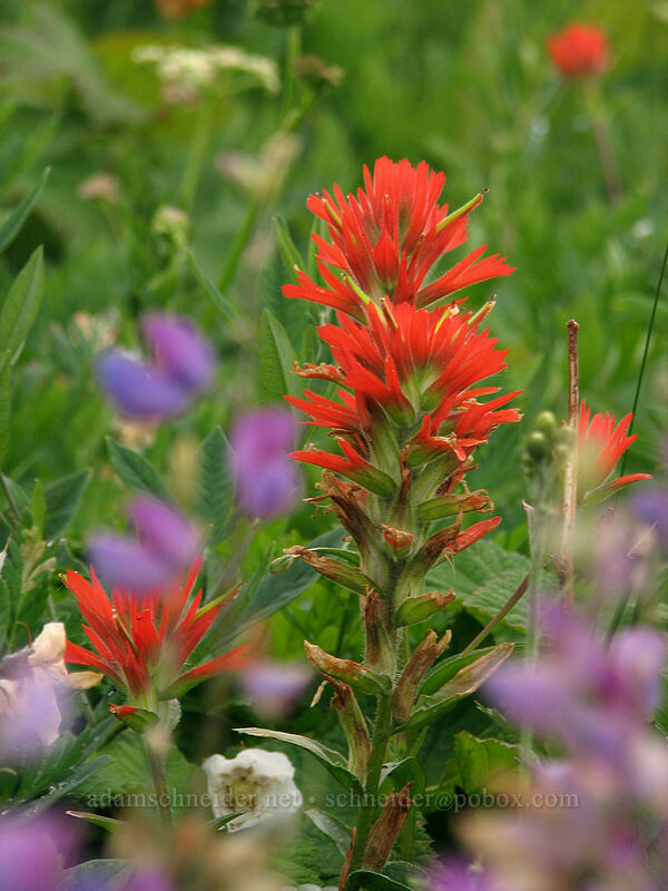 paintbrush (Castilleja miniata) [Silver Star Mountain trail, Gifford Pinchot Nat'l Forest, Skamania County, Washington]