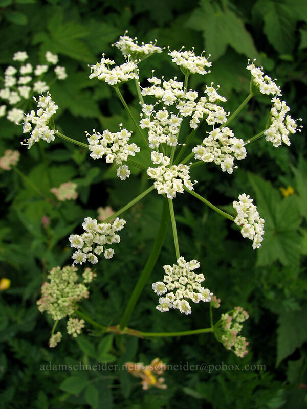 lovage (Ligusticum sp.) [Silver Star Mountain trail, Gifford Pinchot Nat'l Forest, Skamania County, Washington]