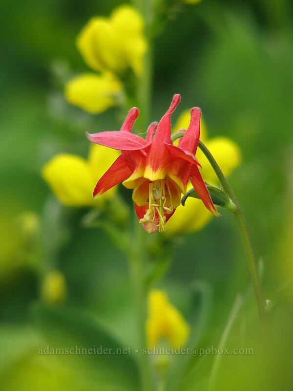 scarlet columbine & golden pea (Aquilegia formosa, Thermopsis montana) [Silver Star Mountain trail, Gifford Pinchot Nat'l Forest, Skamania County, Washington]