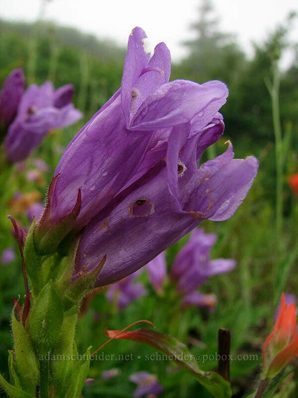Cardwell's penstemon (Penstemon cardwellii) [Silver Star Mountain trail, Gifford Pinchot Nat'l Forest, Skamania County, Washington]