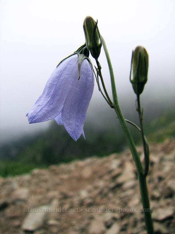 harebells (Campanula petiolata (Campanula rotundifolia)) [Silver Star Mountain trail, Gifford Pinchot Nat'l Forest, Skamania County, Washington]