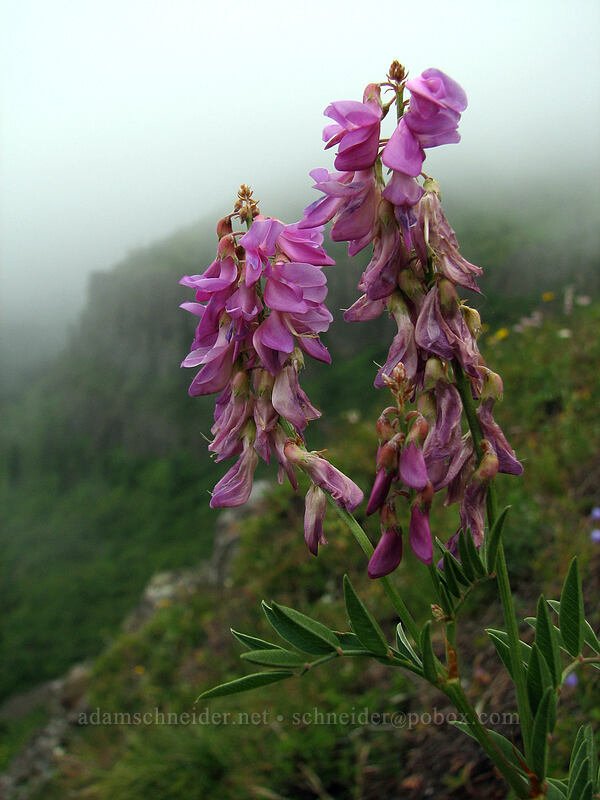 Western sweet-vetch (Hedysarum occidentale) [Silver Star Mountain trail, Gifford Pinchot Nat'l Forest, Skamania County, Washington]