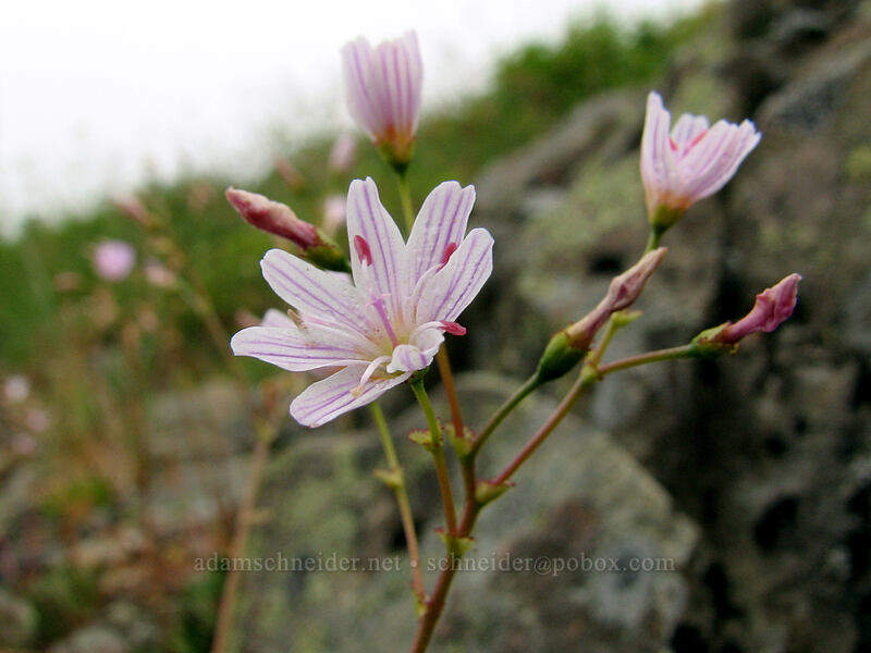 Columbia lewisia (Lewisia columbiana) [Silver Star Mountain trail, Gifford Pinchot Nat'l Forest, Skamania County, Washington]