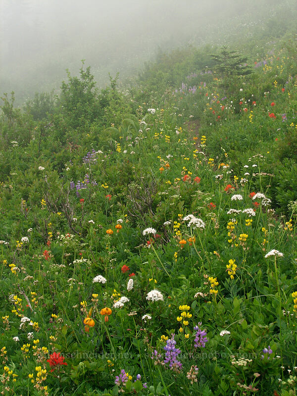 wildflowers (Thermopsis montana, Lilium columbianum, Valeriana sitchensis, Lupinus latifolius, Castilleja miniata) [Ed's Trail, Silver Star Mountain, Gifford Pinchot Nat'l Forest, Skamania County, Washington]