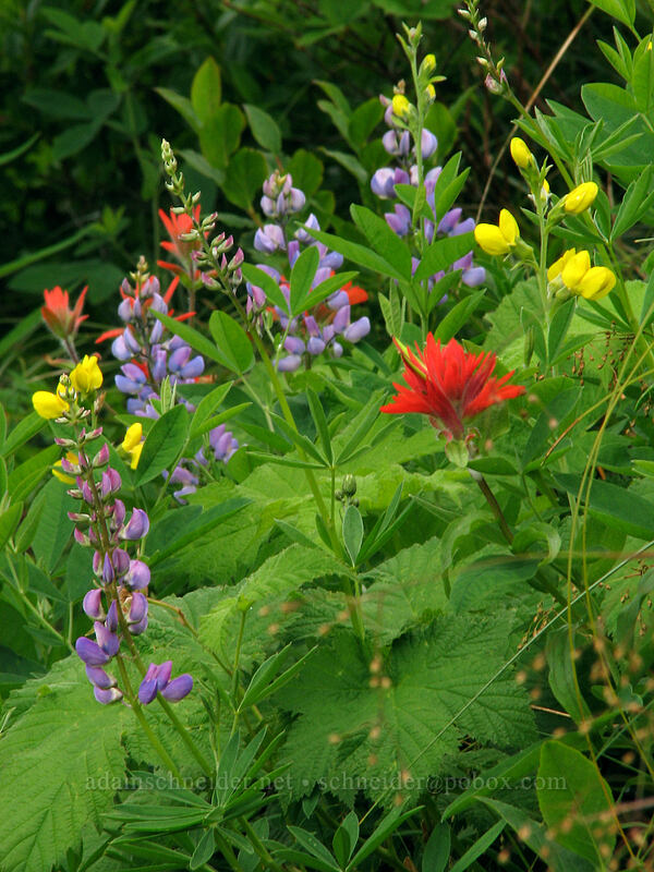 paintbrush, lupines, & golden pea (Castilleja miniata, Lupinus latifolius, Thermopsis montana) [Ed's Trail, Silver Star Mountain, Gifford Pinchot Nat'l Forest, Skamania County, Washington]