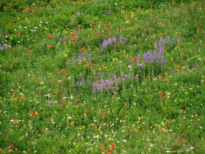 wildflowers (Lupinus latifolius, Castilleja miniata, Ligusticum sp., Thermopsis montana, Lilium columbianum) [Ed's Trail, Silver Star Mountain, Gifford Pinchot Nat'l Forest, Skamania County, Washington]