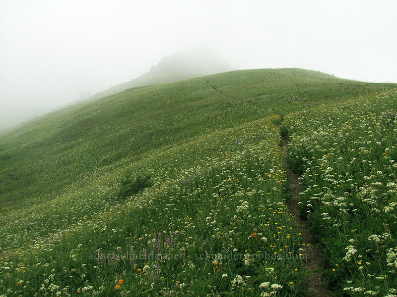 wildflowers & mist (Ligusticum sp., Lilium columbianum, Lupinus latifolius, Hieracium sp.) [Ed's Trail, Silver Star Mountain, Gifford Pinchot Nat'l Forest, Skamania County, Washington]