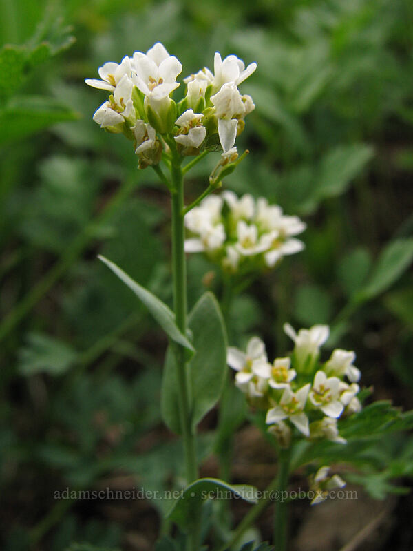 alpine penny-cress (Noccaea fendleri ssp. glauca (Thlaspi fendleri var. glaucum)) [Ed's Trail, Silver Star Mountain, Gifford Pinchot Nat'l Forest, Skamania County, Washington]