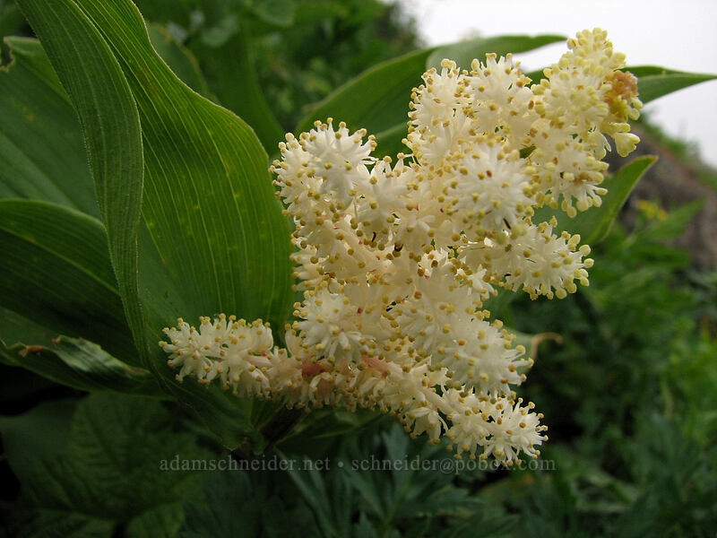 feathery false solomon's seal (Maianthemum racemosum ssp. amplexicaule (Smilacina racemosa)) [Ed's Trail, Silver Star Mountain, Gifford Pinchot Nat'l Forest, Skamania, Washington]