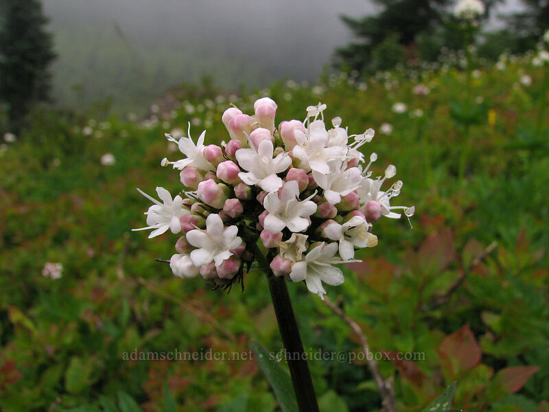 SItka valerian (Valeriana sitchensis) [Ed's Trail, Silver Star Mountain, Gifford Pinchot Nat'l Forest, Skamania, Washington]