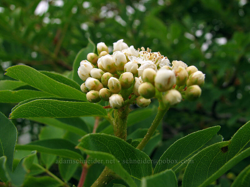 Sitka mountain-ash, budding (Sorbus sitchensis) [Ed's Trail, Silver Star Mountain, Gifford Pinchot Nat'l Forest, Skamania, Washington]