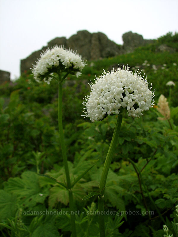 Sitka valerian (Valeriana sitchensis) [Ed's Trail, Silver Star Mountain, Gifford Pinchot Nat'l Forest, Skamania, Washington]
