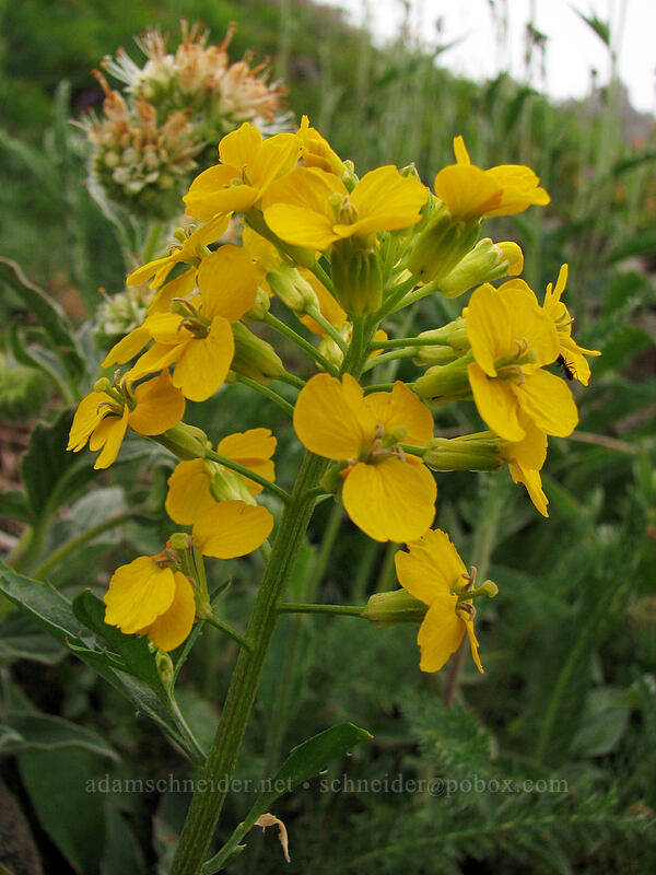 wallflower (Erysimum capitatum) [Ed's Trail, Silver Star Mountain, Gifford Pinchot Nat'l Forest, Skamania, Washington]