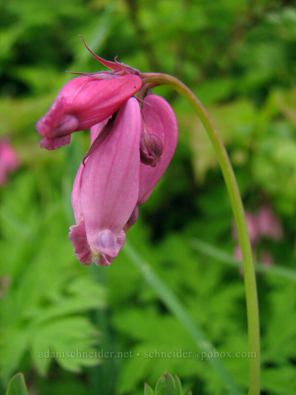 bleeding hearts (Dicentra formosa) [Ed's Trail, Silver Star Mountain, Gifford Pinchot Nat'l Forest, Skamania, Washington]