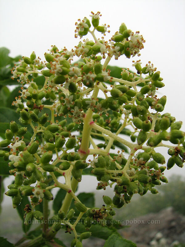 elderberry, going to seed (Sambucus sp.) [Ed's Trail, Silver Star Mountain, Gifford Pinchot Nat'l Forest, Skamania, Washington]