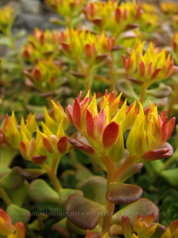 Oregon stonecrop (Sedum oreganum) [Ed's Trail, Silver Star Mountain, Gifford Pinchot Nat'l Forest, Skamania, Washington]