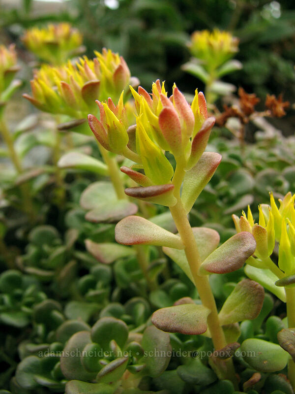 Oregon stonecrop (Sedum oreganum) [Ed's Trail, Silver Star Mountain, Gifford Pinchot Nat'l Forest, Skamania, Washington]