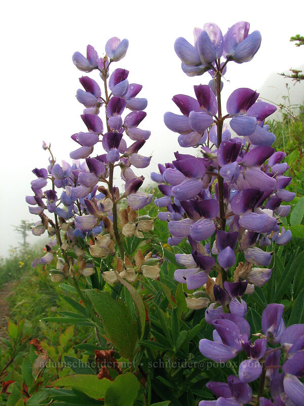 lupines (Lupinus latifolius) [Ed's Trail, Silver Star Mountain, Gifford Pinchot Nat'l Forest, Skamania, Washington]
