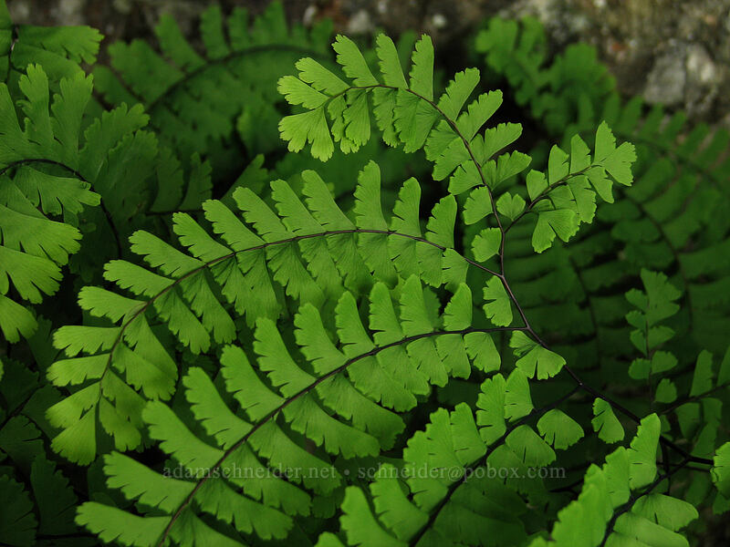 maidenhair fern (Adiantum aleuticum) [Ed's Trail, Silver Star Mountain, Gifford Pinchot Nat'l Forest, Skamania, Washington]