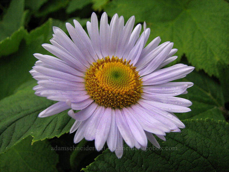 subalpine fleabane (Erigeron glacialis var. glacialis) [Ed's Trail, Silver Star Mountain, Gifford Pinchot Nat'l Forest, Skamania, Washington]