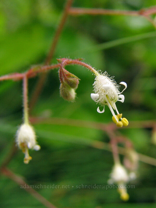 alpine alumroot (Heuchera glabra) [Ed's Trail, Silver Star Mountain, Gifford Pinchot Nat'l Forest, Skamania, Washington]