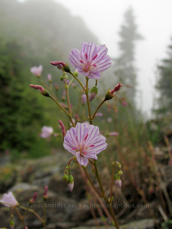 Columbia lewisia (Lewisia columbiana) [Ed's Trail, Silver Star Mountain, Gifford Pinchot Nat'l Forest, Skamania, Washington]