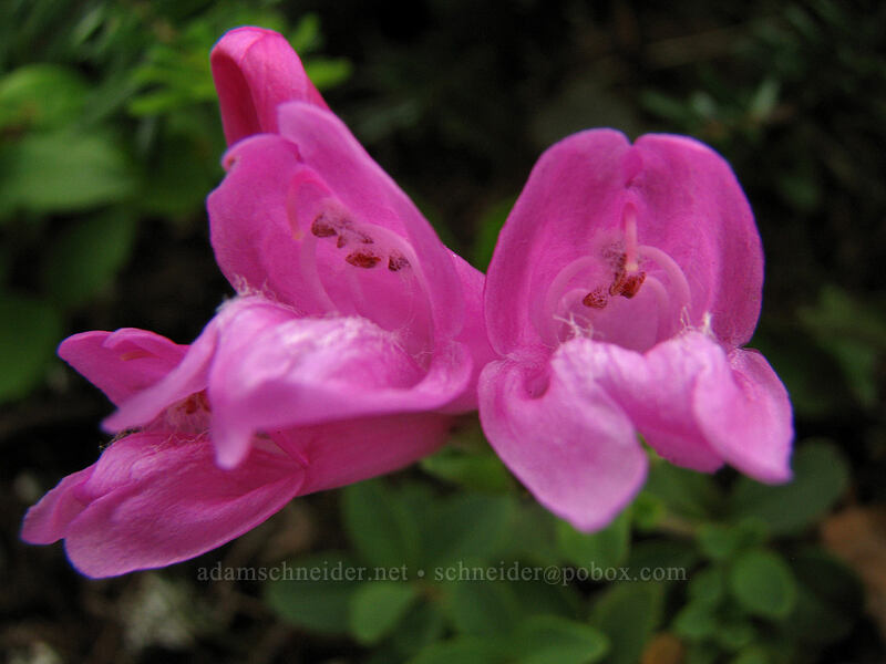 cliff penstemon (Penstemon rupicola) [Ed's Trail, Silver Star Mountain, Gifford Pinchot Nat'l Forest, Skamania, Washington]
