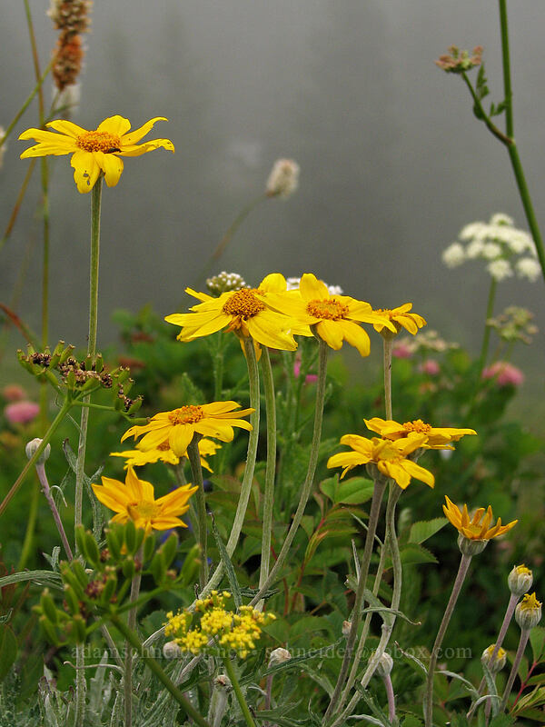 Oregon sunshine (Eriophyllum lanatum) [Ed's Trail, Silver Star Mountain, Gifford Pinchot Nat'l Forest, Skamania, Washington]