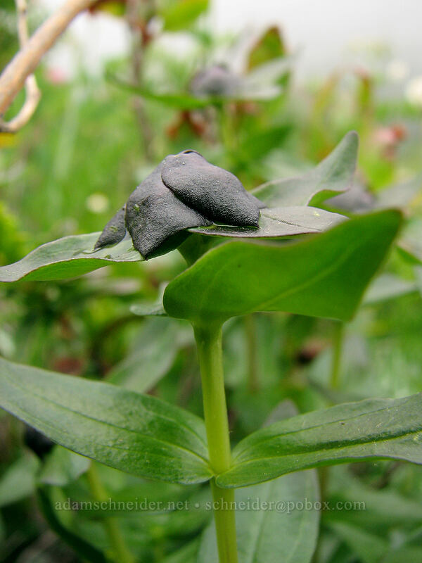 explorer's gentian, budding (Gentiana calycosa) [Ed's Trail, Silver Star Mountain, Gifford Pinchot Nat'l Forest, Skamania, Washington]
