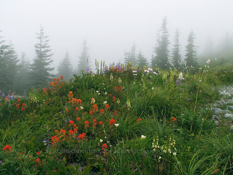 wildflowers (Castilleja miniata, Pedicularis contorta, Calochortus subalpinus, Bistorta bistortoides (Polygonum bistortoides), Lupinus latifolius, Erigeron glacialis) [Silver Star Mountain summit, Gifford Pinchot Nat'l Forest, Skamania, Washington]