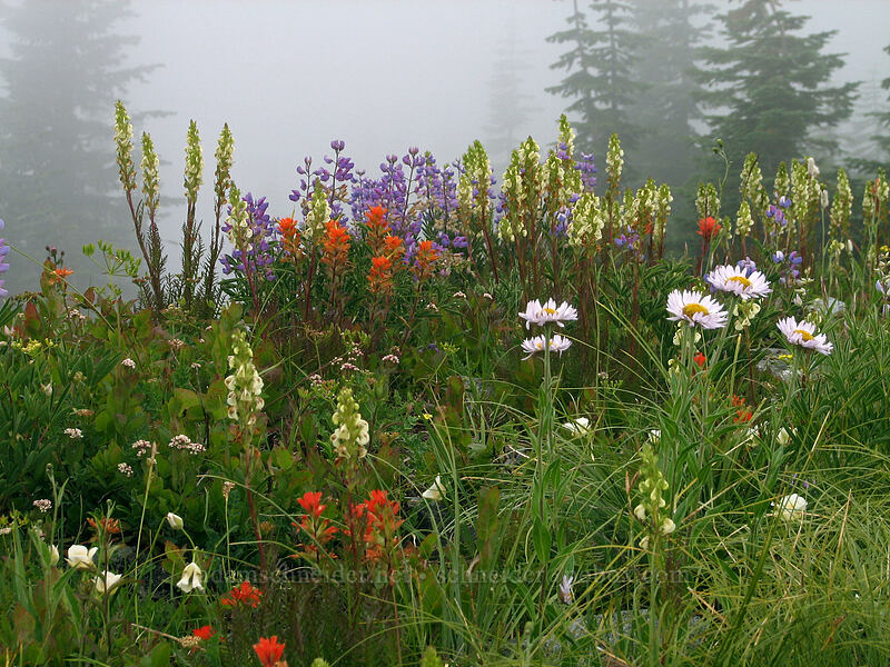 wildflowers (Pedicularis contorta, Castilleja miniata, Lupinus latifolius, Erigeron glacialis, Valeriana sitchensis, Calochortus subalpinus) [Silver Star Mountain summit, Gifford Pinchot Nat'l Forest, Skamania, Washington]