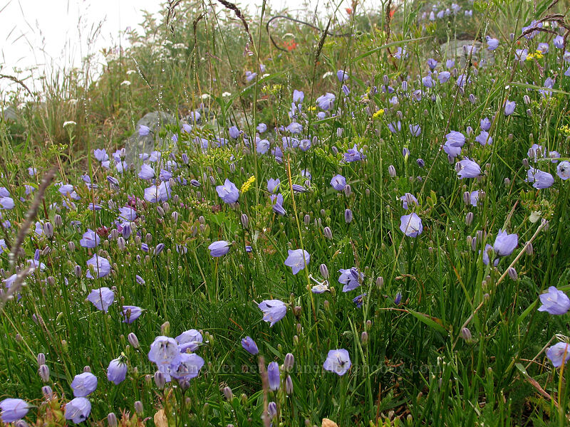 harebells (Campanula petiolata (Campanula rotundifolia)) [Silver Star Mountain summit, Gifford Pinchot Nat'l Forest, Skamania, Washington]