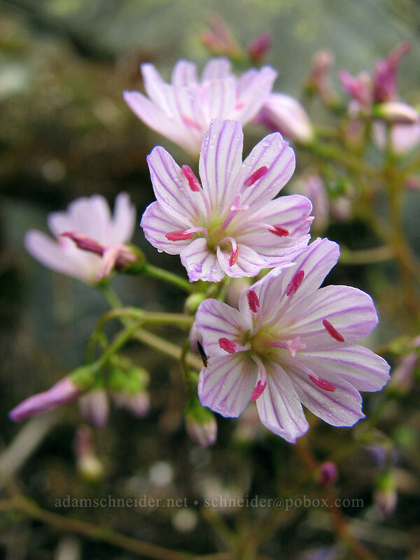 Columbia lewisia (Lewisia columbiana) [Silver Star Mountain summit, Gifford Pinchot Nat'l Forest, Skamania, Washington]