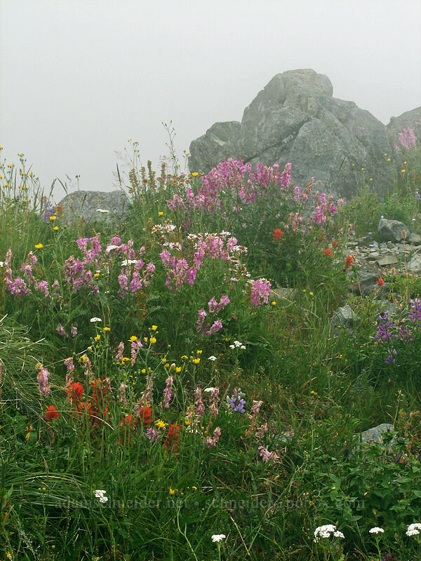 wildflowers (Hedysarum occidentale, Castilleja miniata, Erigeron glacialis, Hieracium sp., Achillea millefolium, Lupinus latifolius) [Silver Star Mountain summit, Gifford Pinchot Nat'l Forest, Skamania, Washington]