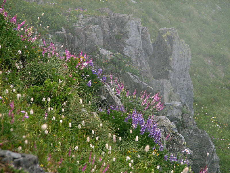 wildflowers (Lupinus latifolius, Hedysarum occidentale, Bistorta bistortoides (Polygonum bistortoides)) [Silver Star Mountain summit, Gifford Pinchot Nat'l Forest, Skamania, Washington]