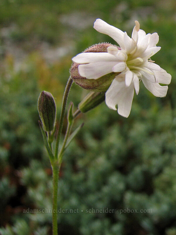 Douglas' catchfly (Silene douglasii) [Silver Star Mountain summit, Gifford Pinchot Nat'l Forest, Skamania, Washington]