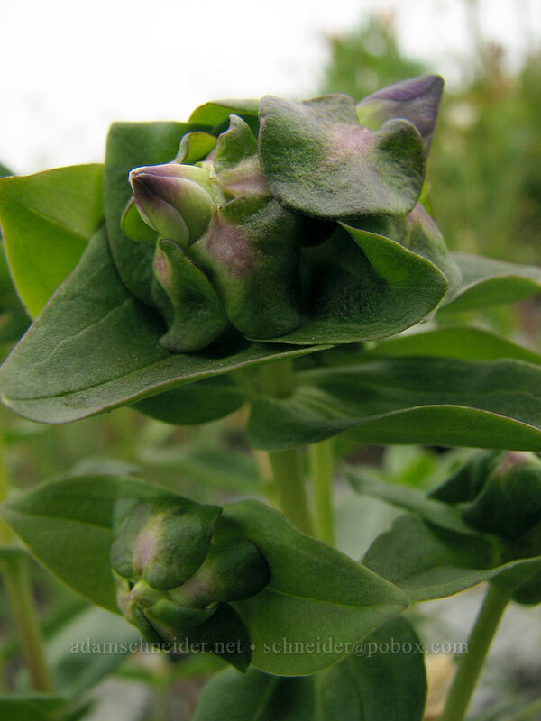 explorer's gentian, budding (Gentiana calycosa) [Silver Star Mountain summit, Gifford Pinchot Nat'l Forest, Skamania, Washington]