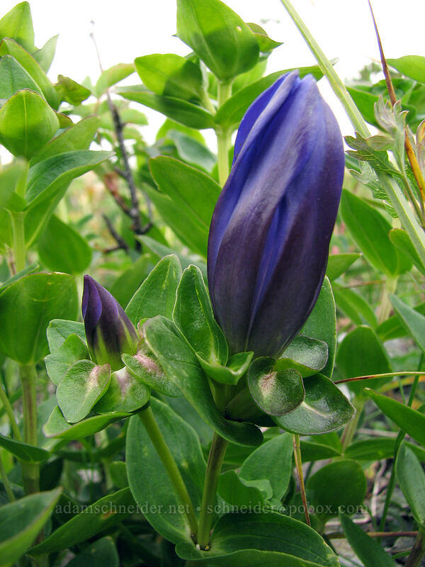explorer's gentian, budding (Gentiana calycosa) [Silver Star Mountain summit, Gifford Pinchot Nat'l Forest, Skamania, Washington]